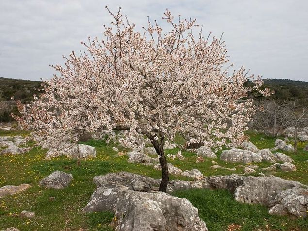 Due to warm and mild weather almonds are blooming.What a beautiful site!!